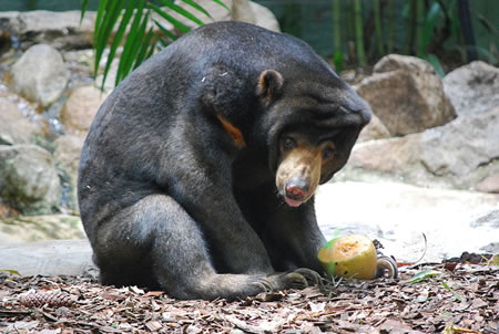 OSO NEGRO TIBETANO (Helarctos malayanus)